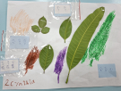 8芒果葉拓印很漂亮.jpg