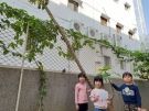 12木瓜長出來了