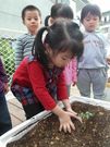 將蕃茄的幼苗放進去後再用土蓋起來