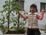 蕃茄開花囉