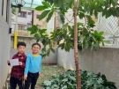 9台灣品種的酪梨樹