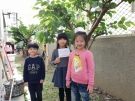 6檸檬樹樹幹很光滑